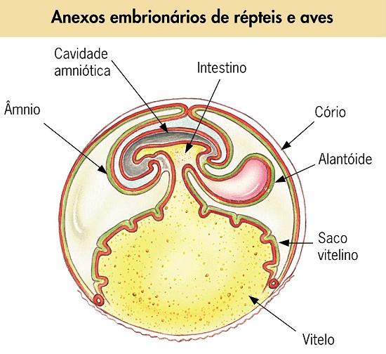 Anexos Embrionários Anamniotas - podem apresentar apenas saco vitelínico - ágnatos, peixes e