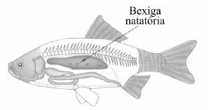 Peixes Condrictes ou peixes cartilaginosos - fendas branquiais visíveis - boca ventral - tubarões e arraias