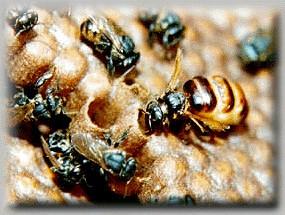 Parte 1 CONHECENDO AS ABELHAS INDIGENAS Mario de Luna's Home Page 1 O principal interesse pela criação racional de abelhas sem ferrão está no prazer que o manejo diário proporciona ao homem e sua