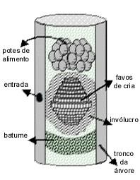 em forma espiral e em cachos Várias espécies envolvem a área de cria com uma capa folheada de cerume (invólucro), para proteger larvas e abelhas mais jovens das variações da temperatura 2 No Brasil,