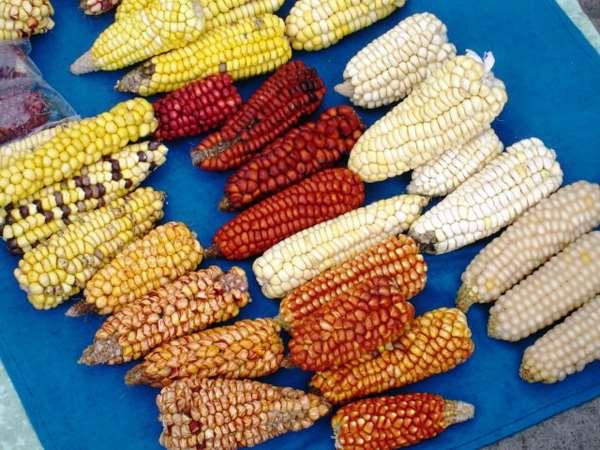 No passado, o milho foi a base da alimentação da população minhota e esteve associada à expansão demográfica da Região.
