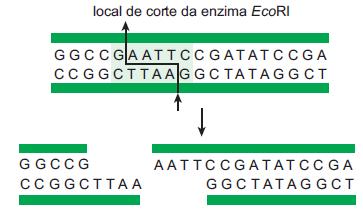 As bactérias como ferramenta-chave para a Engenharia Genética No interior das bactérias, além de seu DNA principal, encontramos