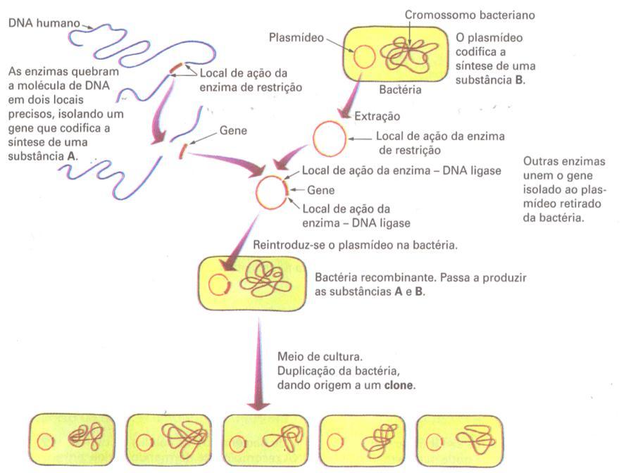 DNA recombinante: marco do início da Engenharia Genética Aproveitando-se da propriedade das enzimas de restrição, os cientistas as têm utilizado para cortar moléculas de DNA de vários
