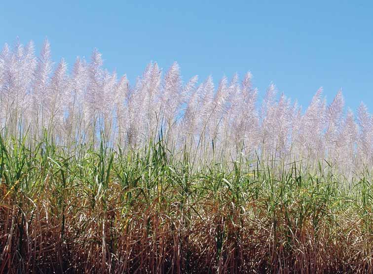 Interferência das variáveis controláveis Matocompetição Nutrição e