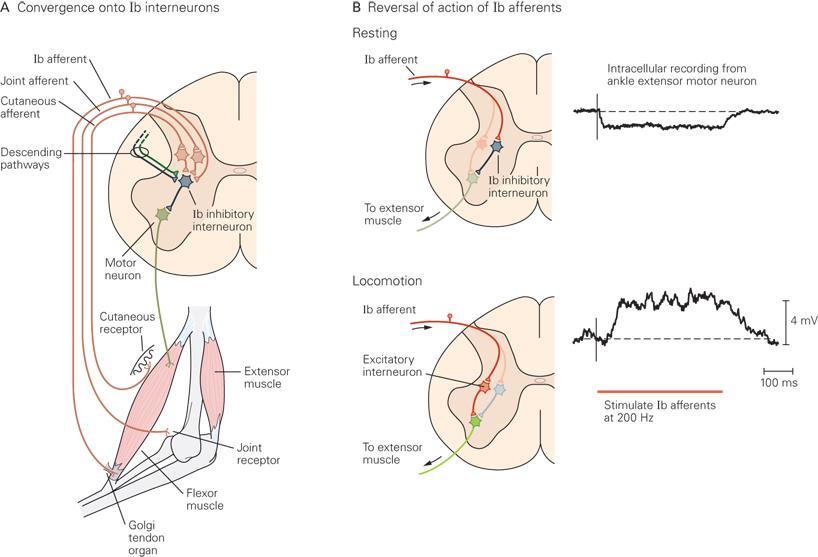 Mecanismos que regulam a extensão do reflexo espinhal Interneurônios Medulares tipo Ib Convergência de Sinais no Circuito Local Interneurônios Ib (inibitórios) recebem entradas sinápticas de uma