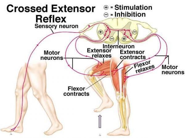 Reflexo Extensor Cruzado É um reflexo que dá suporte postural durante a retirada de um membro do estímulo doloroso