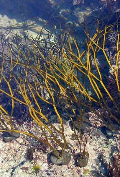 França/Inglaterra Minho Algas marinhas usadas na