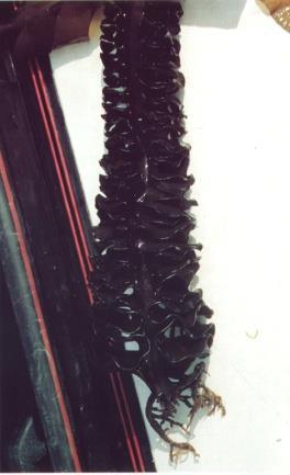 Saccharina latissima (Laminaria