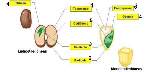 Semente: óvulo desenvolvido após fecundação; se origina após a dupla fecundação