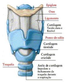 Anatomia