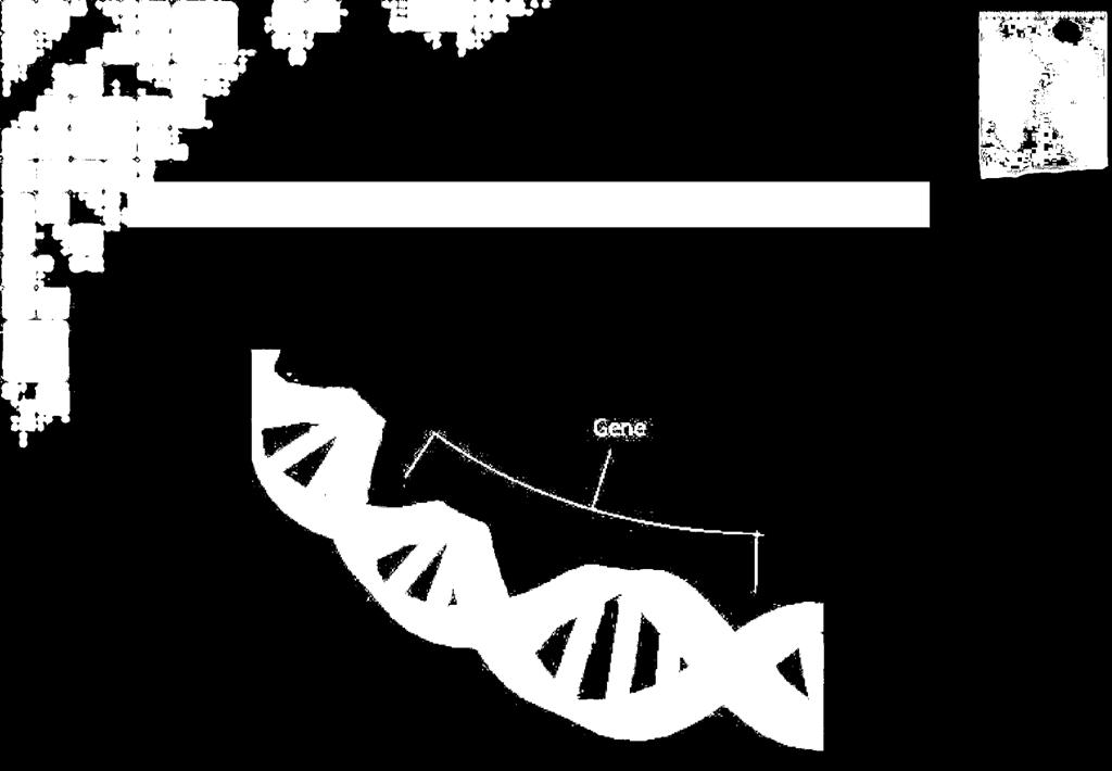 OS GENES Cada porção de DNA que codifica a informação para uma