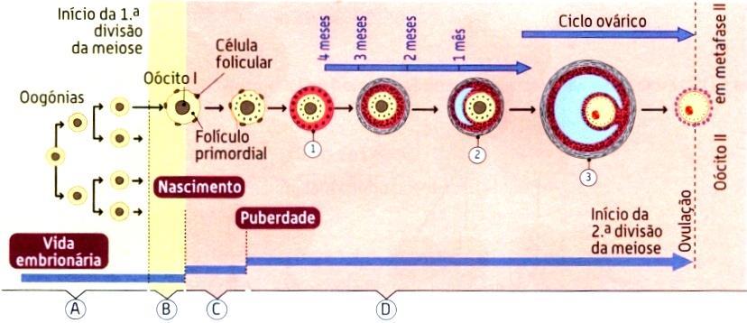 3 Descreva os eventos que se sucedem no ovário após a ocorrência do fenómeno assinalado com a letra A.