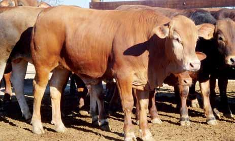 Cruzamento Industrial Direcionado A importância da escolha da raça Exemplo da Fazenda Rancho Alegre (Estrela do Sul MG), um modelo de produção de novilhos super precoces, com o uso da raça no