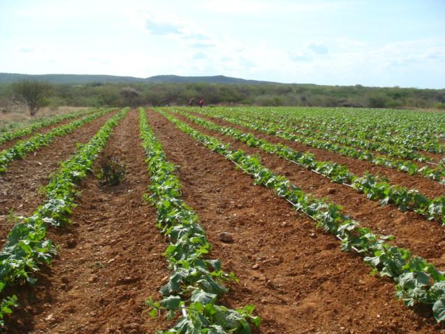 mediante receituário agronômico.