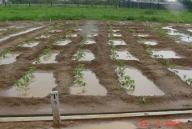 Água para produção de alimentos: Captação in situ Ministério da Agricultura, Produtividades de milho em diferentes métodos de captação in situ, com 320 mm de chuva, em 2006 Tratamentos Altura 1