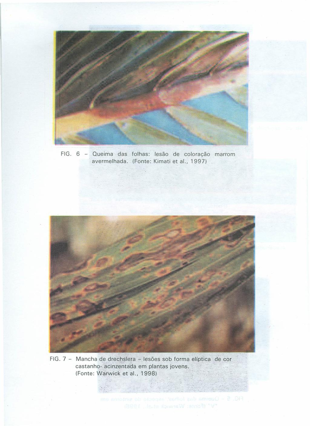 FIG. 6 - Queima das folhas: lesão de coloração marrom avermelhada. (Fonte: Kimati et ai., 1997) FIG.