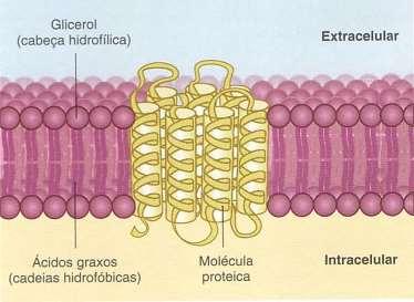 Membrana celular Função de barreira seletiva, separando os meios intracelular do fluído extracelular