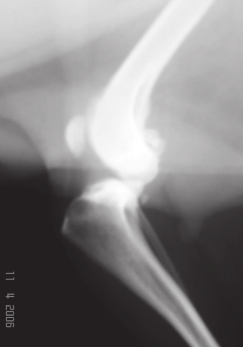 664 Rodrigo R. Oliveira et al. Fig.1. Cão, macho, Boxer, 4 anos, 32 kg. Radiografia da articulação femorotibiopatelar na projeção mediolateral com estresse.