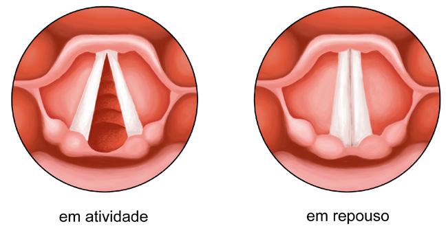 56 Fisiologia As células de revestimento das fossas nasais e de todo o trato produzem muco todos nós sabemos o que ocorre quando este é produzido em excesso!