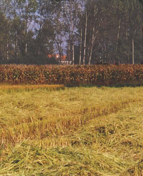 M EDIDAS AGRO-AMBIENTAIS 1 MEDIDAS QUE DESAPARECEM Medida 1.1 Luta Química Aconselhada * Medida 1.5.2 Técnicas de Mobilização Mínima * Medida 2.