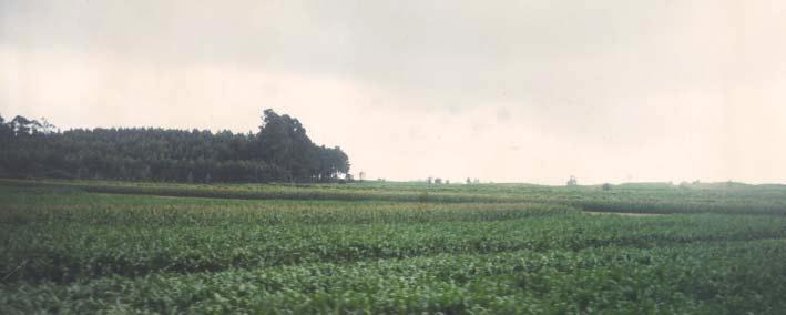 M EDIDAS AGRO-AMBIENTAIS Redução da área mínima de acesso de 0,3 ha para 0,2ha; Alteração da condição de acesso: No caso de existirem árvores ou faixas de árvores (oliveiras, amendoeiras e