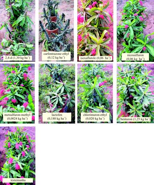 37 Figura 2. Danos visíveis de fitointoxicação na parte aérea das plantas de coroa-de-cristo aos 4, submetida aos efeitos de herbicidas classificados como latifolicidas (Experimento 2).