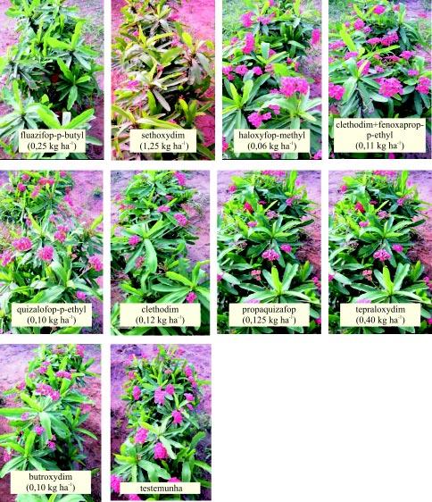 39 Figura 3. Danos visíveis de fitointoxicação na parte aérea das plantas de coroa-de-cristo aos 4, submetida aos efeitos de herbicidas classificados como graminicidas (Experimento 3).