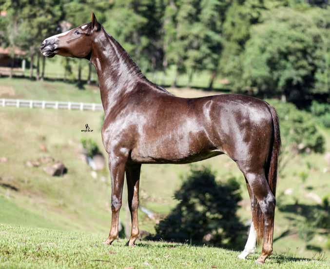 LOTE 28 Haras Precioso VALENTINE DA JAUAPERI (T.E.) Nasc.: 16/10/2014 Pelagem: ALAZÃ Sexo: Fêmea TUCUMÃ MJ REMULO A.P.L.J. (T.E.) INAJA JOP UNIVERSITÁRIO OJC (T.E.) BURITAMA OJC (T.E.) BAVÁRIA DL HINO DA PIRATININGA DL URUGUAI DA ALVORADA (T.