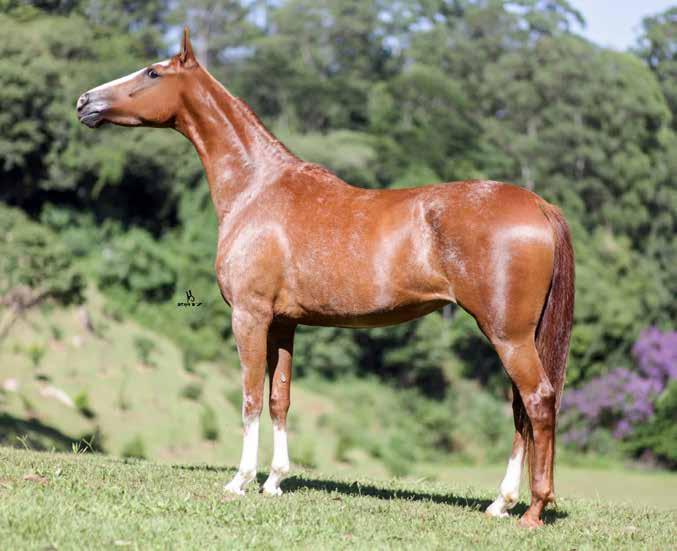 LOTE 36 Haras Precioso EMBRIÃO PREMIADA RN (T.N.) X MUNDO NOVO 42 (T.E.) COMACHE RN (RTPF 78/79) FALANGA RN LEGITIMO FLORI INDIA ATLAS RN PREMIADA RN (T.N.) PRENDA MUNDO NOVO 42 (T.E.) SUPREMO ACF VERMUT ACF (T.