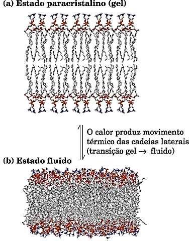 Dinâmica de membranas Característica marcante de membranas biológicas FLEXIBILIDADE Mudar de forma sem perder sua integridade e