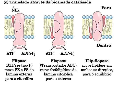 Dinâmica de membranas Movimentos lipídicos Movimento