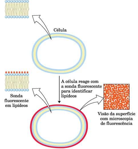 Dinâmica de membranas