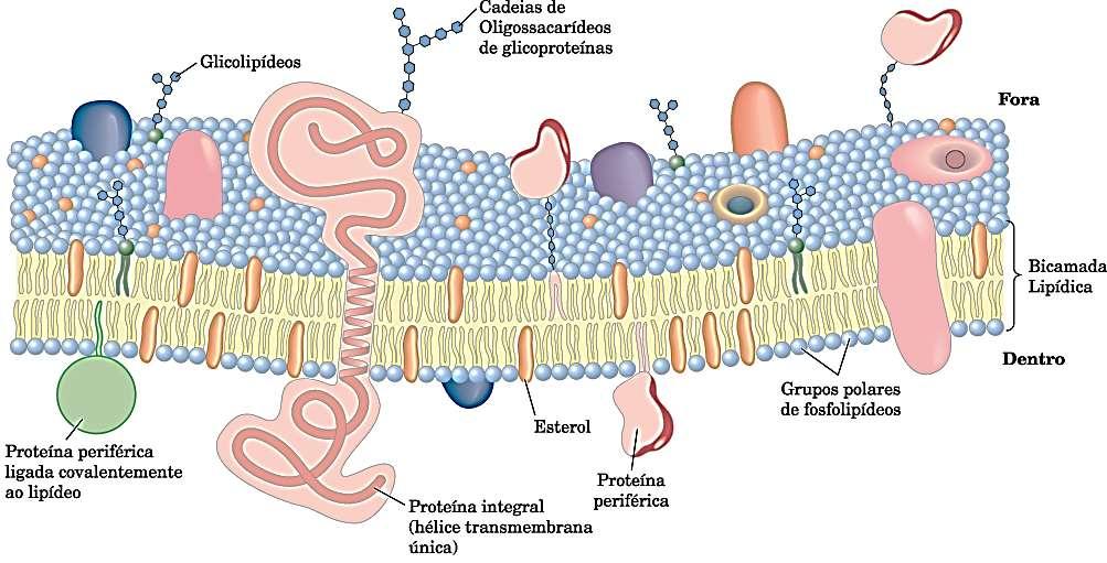 Modelo do mosaico fluido Bicamada formada pelos fosfolipídeos; Proteínas embebidas na bicamada interações hidrofóbicas - projetam-se para um lado da membrana ou tem domínios