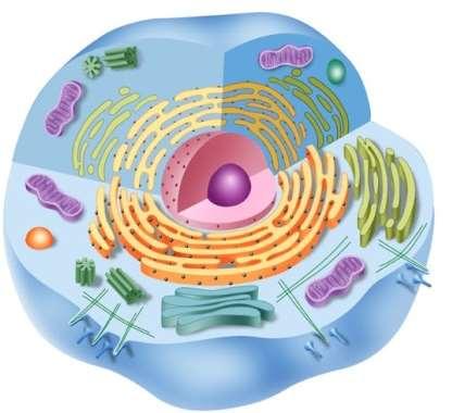 limites externos das células; Regulam tráfego molecular;