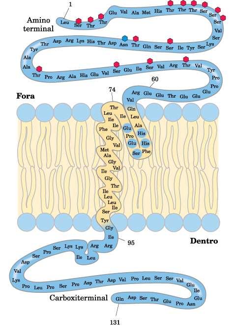 Proteínas de membranas Topologia das proteínas Muitas proteínas atravessam a bicamada Glicoproteína de eritrócito GLICOFORINA N-terminal superfície externa C-terminal projeta-se para o