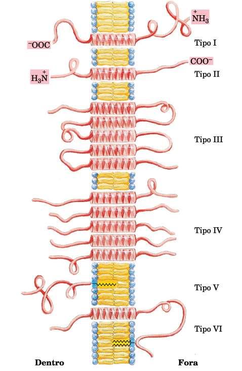 Proteínas de membranas Proteínas integrais de membrana Mantidas por meios de interações hidrofóbicas com lipídeos