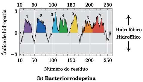 Proteínas de membranas Bacteriorodopsina Bomba de prótons acionada