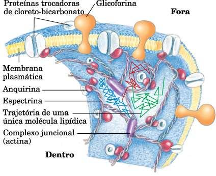 flexibilidade celular Proteínas