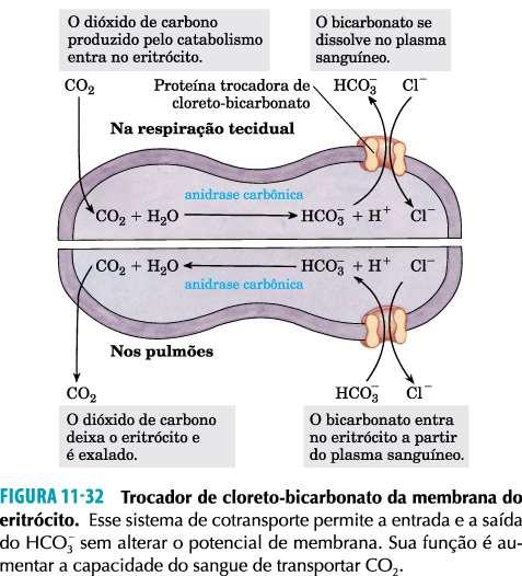 Transporte por membranas Antiporte: