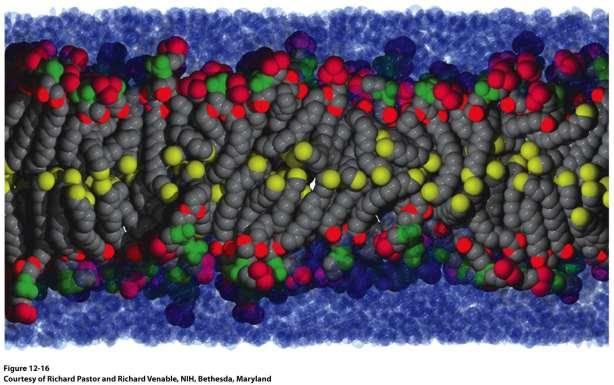 Dinâmica de membranas Mobilidade Lipídica Modelo da bicamada lipídica em um dado instante Sistema fluídico Movimento