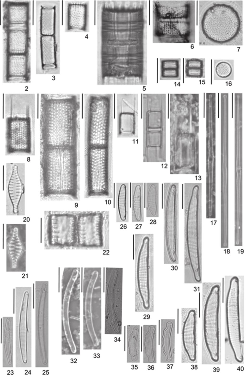 192 Hoehnea 41(2): 187-207, 2014 Figuras 2-40. Diatomáceas planctônicas e de sedimento superficial das represas Pedro Beicht e Cachoeira da Graça, Região Metropolitana de São Paulo, SP, Brasil. 2-4. Aulacoseira ambigua (Grunow) Simonsen.