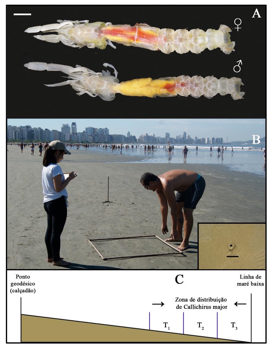 deles por 10 metros de distância (Fig. 2B).