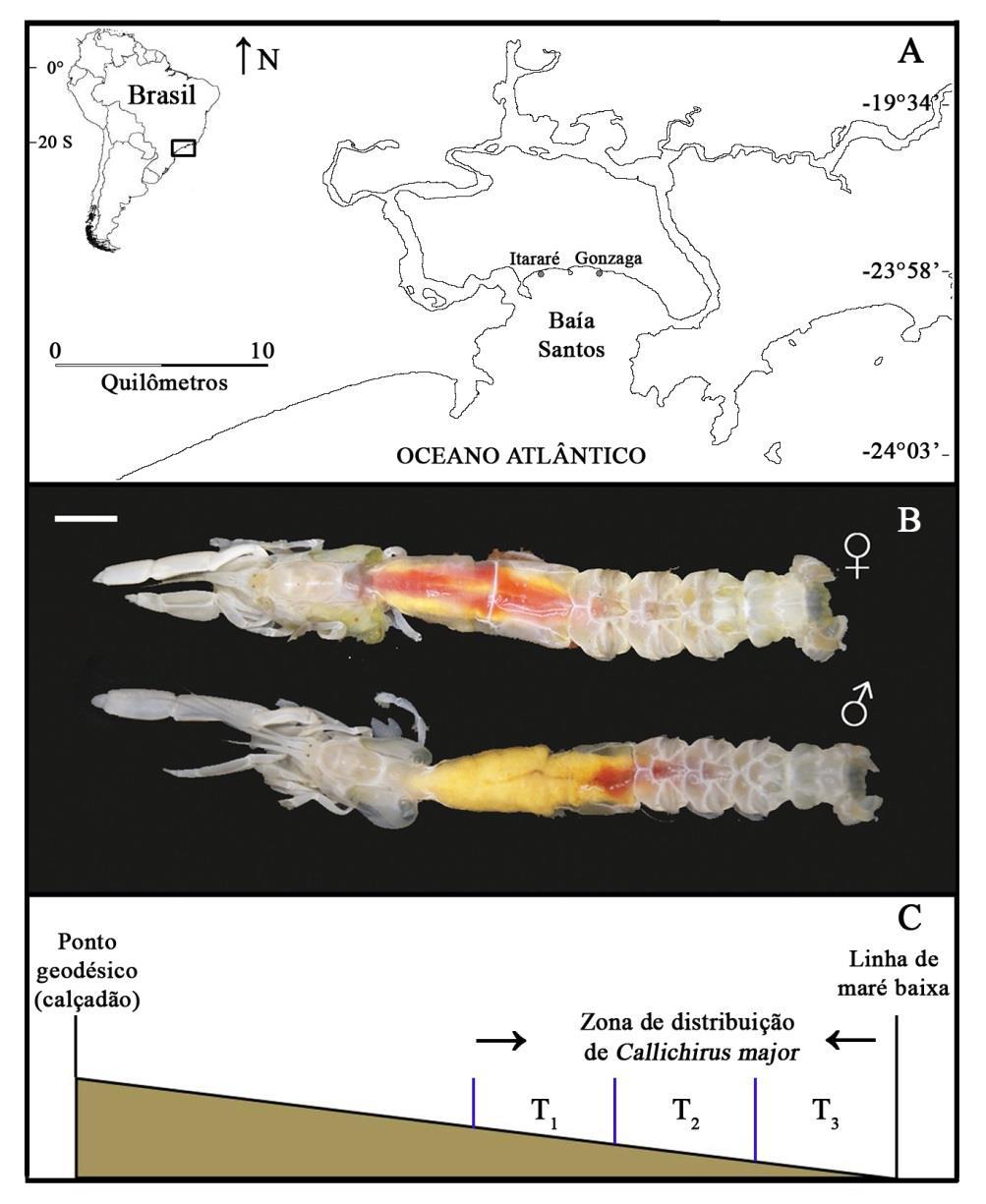 Figura 1. Áreas de amostragens (A) para a coleta do camarão fantasma Callichirus major (B) na Baía de Santos, Estado de São Paulo, Brasil. Vista dorsal de um espécime macho e uma fêmea de C.