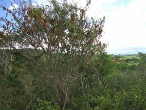 Na área que se pretende ampliar o aterro sanitário Dois Arcos a vegetação pode ser caracterizada como uma floresta estacional seca.