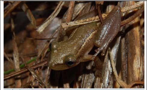 Para o diagnóstico ambiental da fauna na área do empreendimento e em suas áreas de influência, foram realizadas pesquisas com