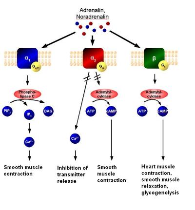 Receptores Adrenérgicos Tipo Alfa 1, Alfa 2 e Beta 1,2 e 3 O receptor Alfa 1 acopla à proteína Gq e resulta na ativação da fosfolipase C e no aumento de Ca+2