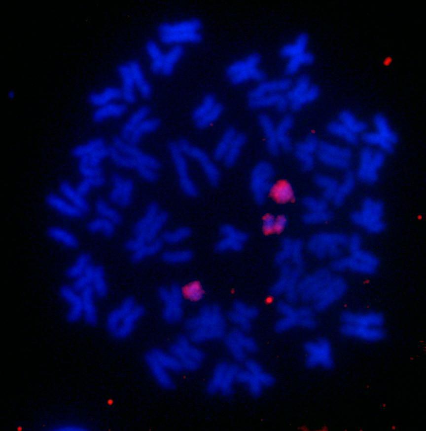 Hibridação in situ fluorescente com a utilização da sonda PM1B em metáfases somáticas de exemplares de Prochilodus lineatus