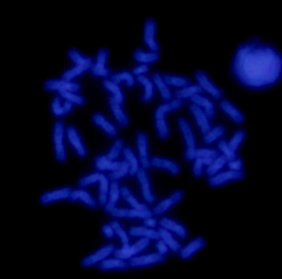 encontrou homologia apenas nos cromossomos supranumerários (Figura 3d), isto confirma que o padrão de heterocromatina presente nas cromátides dos cromossomos A e B diferem na composição do DNA.