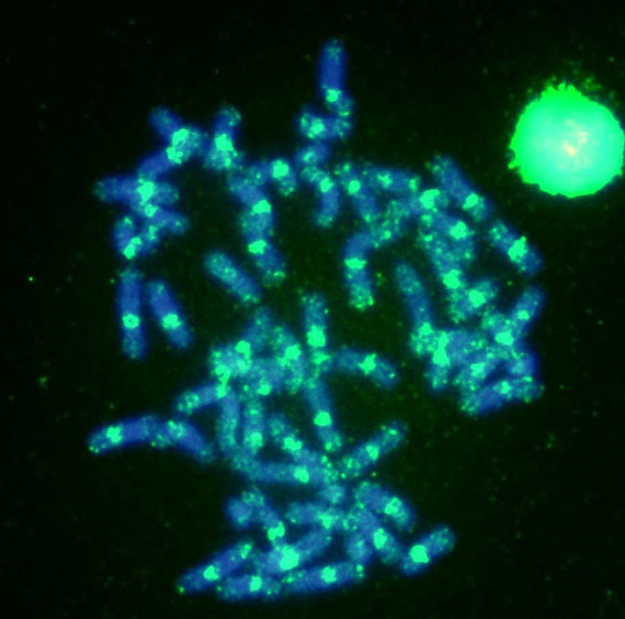 lineatus coradas com DAPI (a); sonda PM1B marcou somente os cromossomos B (b); enquanto a sonda PG0B marcou as regiões pericentroméricas de todos os cromossomos do complemento padrão A e também dos
