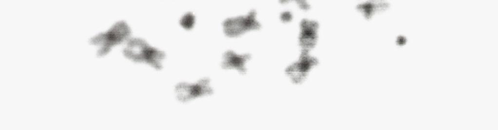 (2000) descreveram um padrão de heterocromatina constitutiva para regiões centroméricas dos cromossomos do complemento A de
